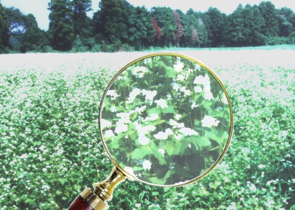 ¿��Į���Τ���ʴ��ȤäƤ��ޤ�